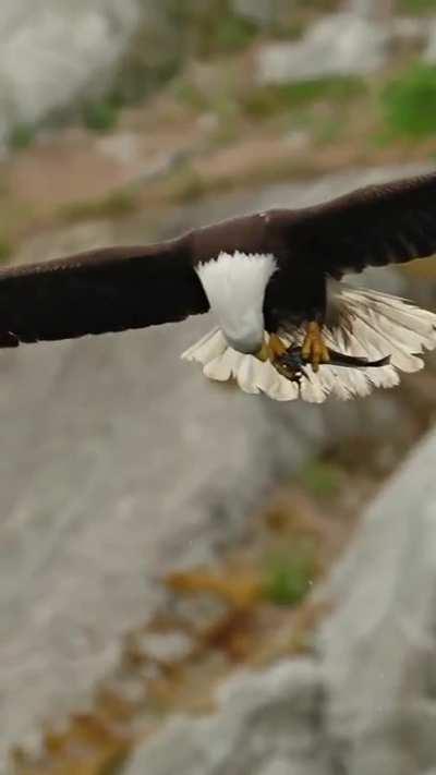 Bald eagle rips a fish in two pieces and eats it in midair