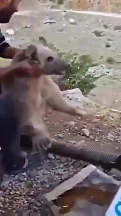 I hope the poor fella is okay