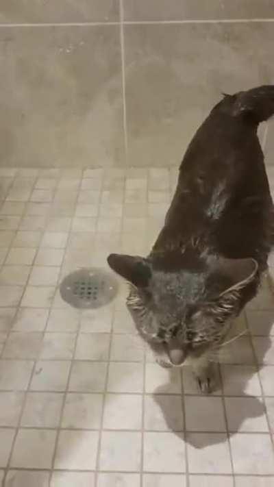 Cat in shower