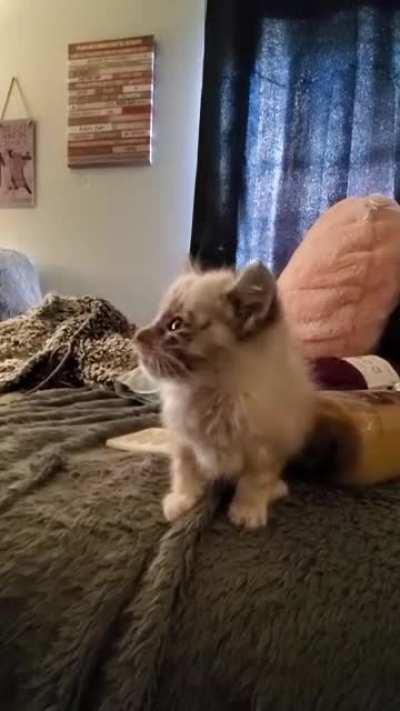 Say hello marshmallow