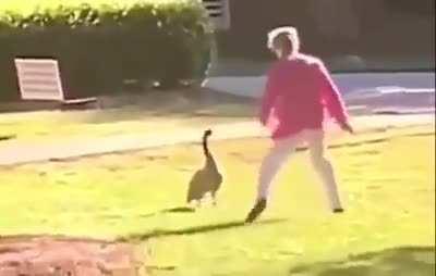 The wrong day. The wrong park. The wrong woman. The 14 second story of exactly how one goose fucked around and found out.