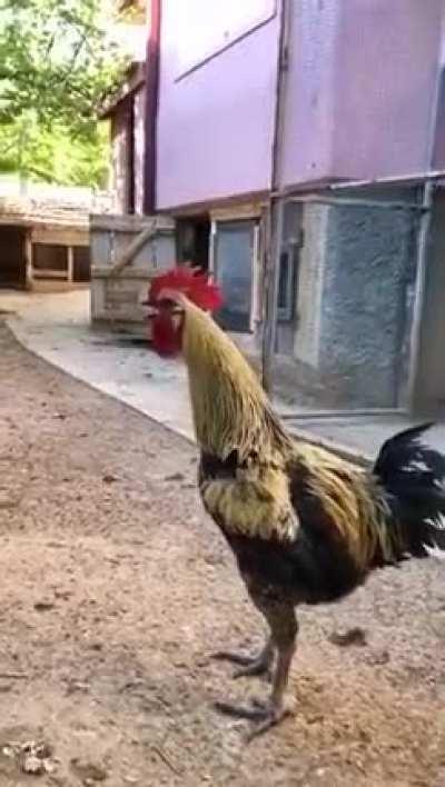This rooster from Turkey takes its job too seriously