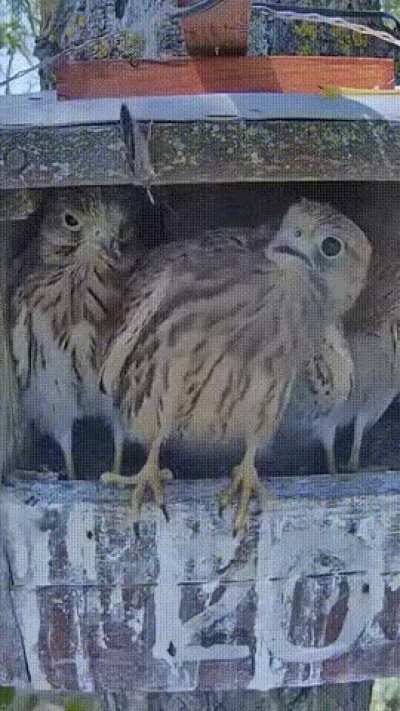 Butterfly Flies Into Hawk Nest
