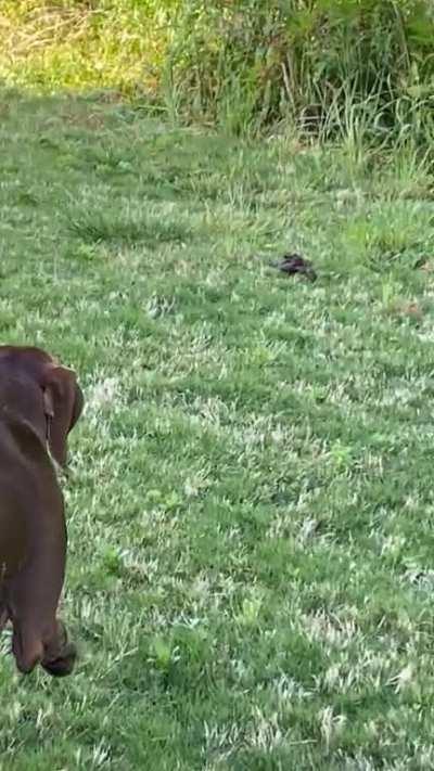 She stalked a turd… I’m so proud