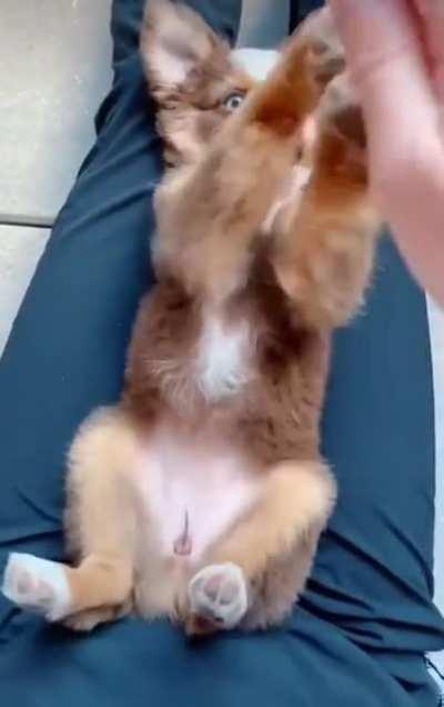 Look at this cute little potato 🐶 🥔