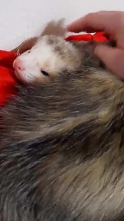 Gwin making one of the cutest sounds ever