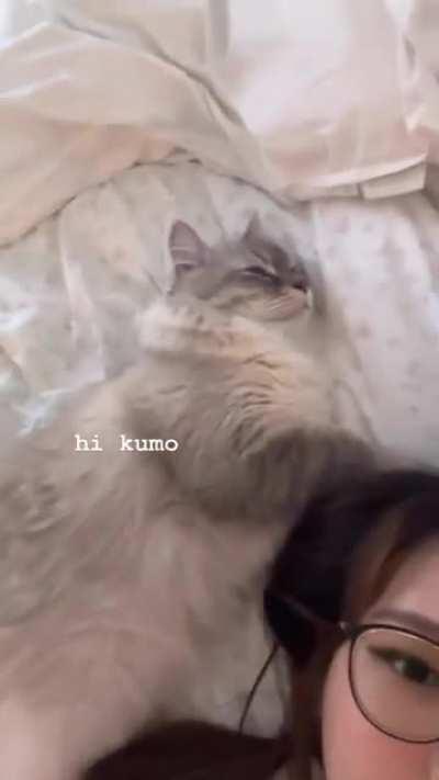 Hi Kumo