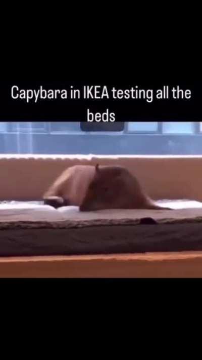 capy bed tester