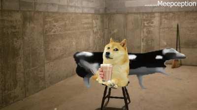 le polish cow has arrived