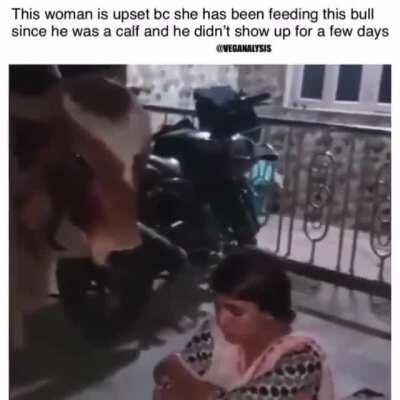 Woman is mad at cow she's been feeding since it was a calf because it disappeared for a few days.