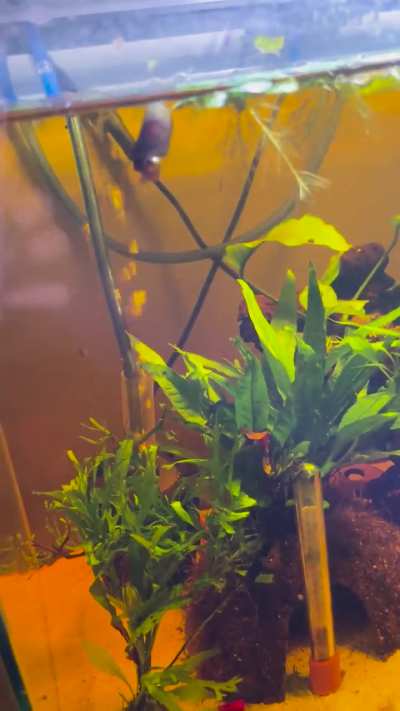 Dodger crashed the shrimps breakfast!