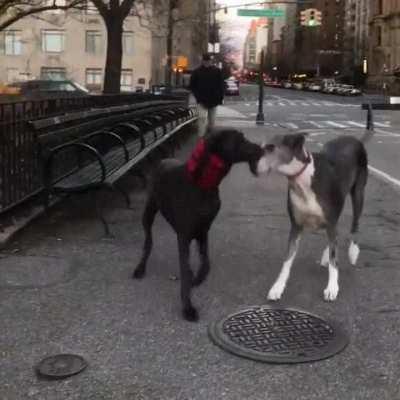 Dog sees best friend after a week