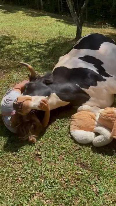 I've heard people say that cows are pretty much big puppies