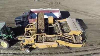Potato harvester