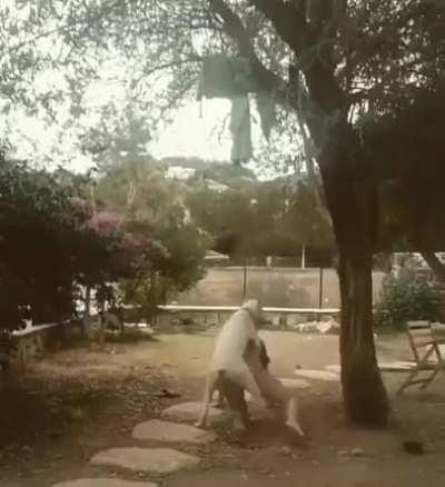 HMC - Well... Animals are people too... literally...