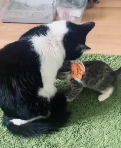 Big brother comforts little sister.