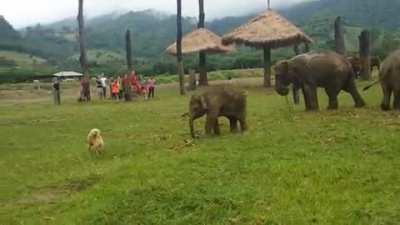 Baby elephant rage quits after failing to chase a dog