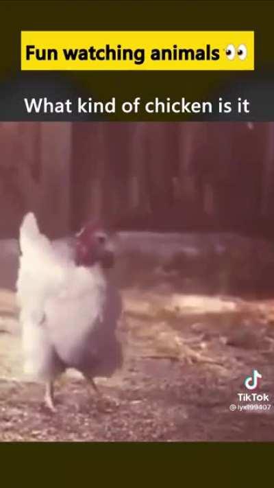 Chicken football 🤣🤣