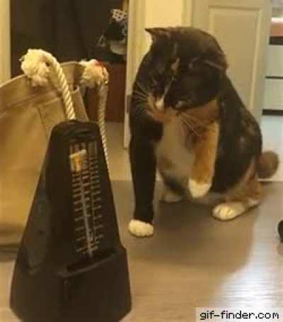 Cat periodically startled by a metronome