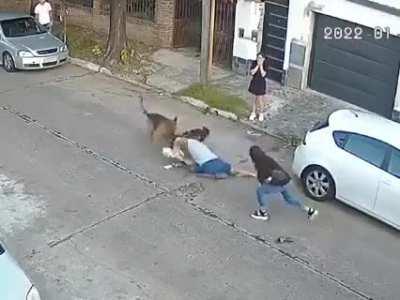 [EZPELETA] Un ovejero alemán muerde y mata a un caniche