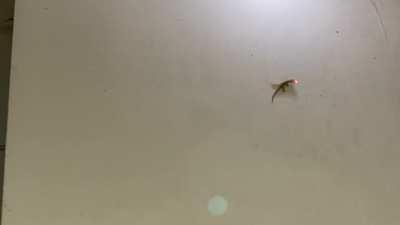 Today I learned lizards are basically cats