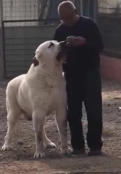Central Asian Shepherd Dog.