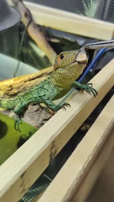 Caiman Lizard enjoying some snail