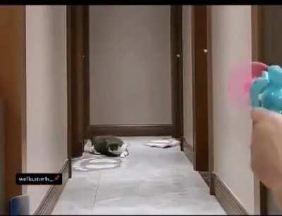 Cats boast impressive reaction times, averaging 20-60 milliseconds, for comparison, snakes average 44-70 Milliseconds.