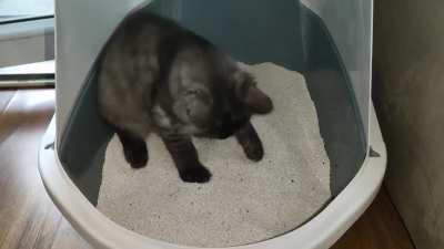 Changed the litter, broke my cat.