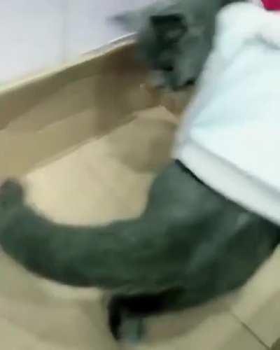 Котик и хомяк