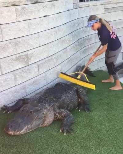 Alligators need to be brushed too!