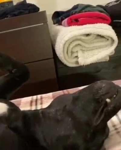 Porcoddio Atena che minchia stai facendo