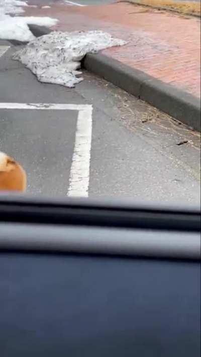 Kiryu vs. Shiba Inu in Dragon Engine (Real 100% No fake)