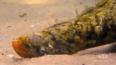 Triplofusus giganteus, also known as the Giant Horse Conch is the largest marine snail in the Atlantic weighing significantly heavier than most of its gastropod cousins