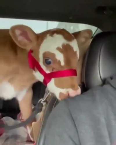 She’s definitely a cutie 🥰