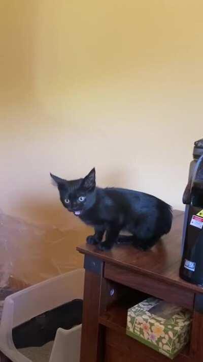 The tiniest and naughtiest foster kitten who sounds like he’s being murdered whenever he knows food is coming!