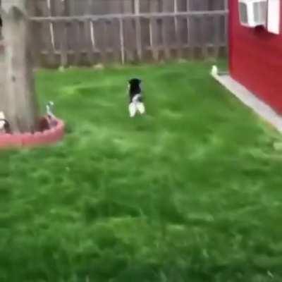 When your dog has spent too much time with the rabbits