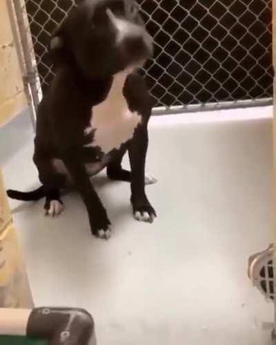 Shelter dogs are the best dogs.