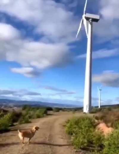 Tail-controlled windmill