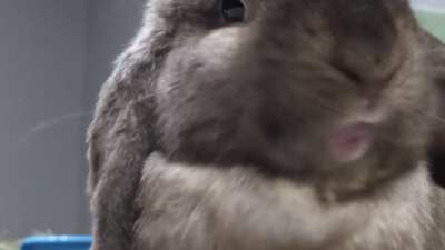 Slow motion eating a loofah treat