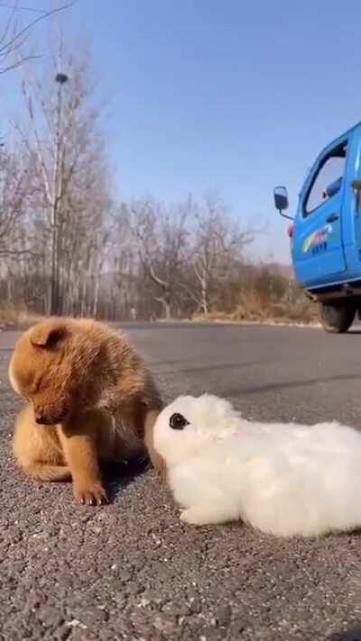 Sleepy puppy and rabbit