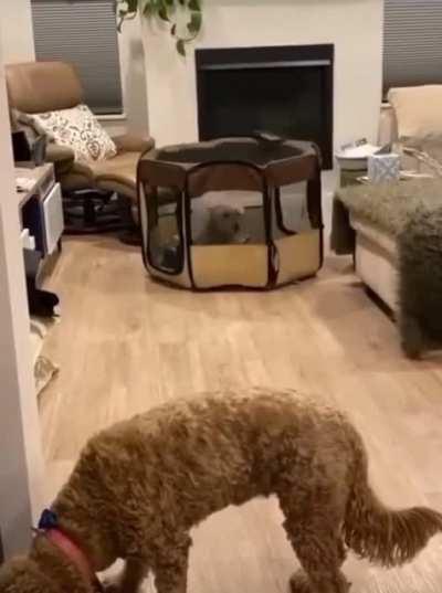 To get out of the cage