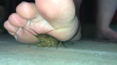 Crawdad dies after Bigfoot crushes him