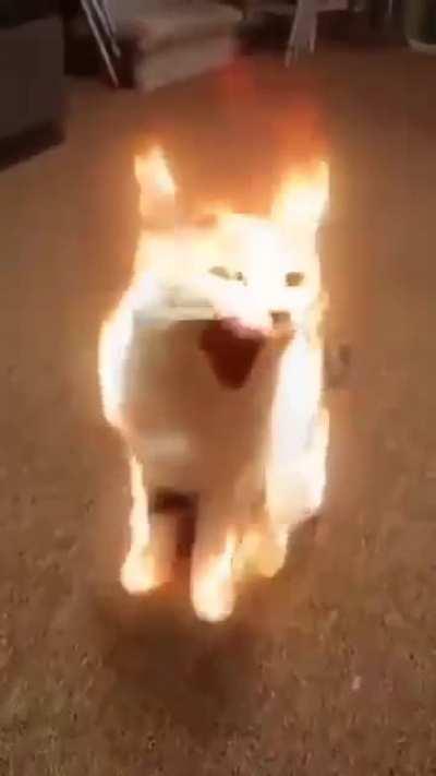 cat gETs LIT oN fIRe and OWnER DOes NOThiNg