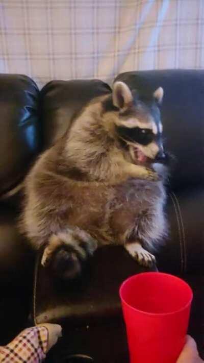 Ms. Lucy loves her ice cubes.