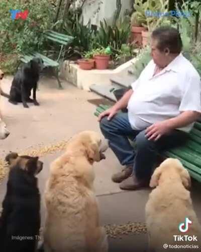 Esos perros son más educados que todos los argentinos juntos