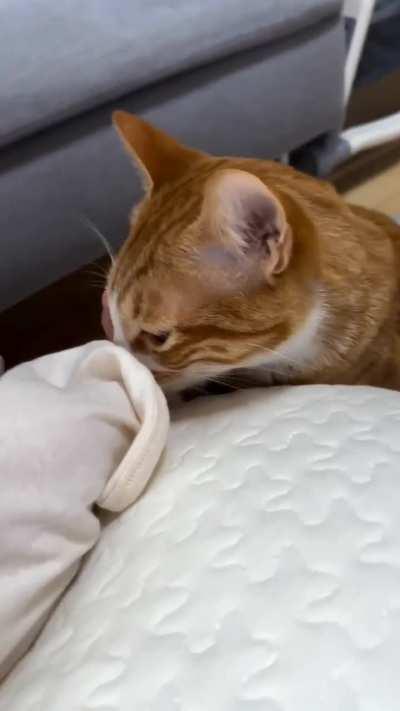 Orange cat archiving the newborns scent