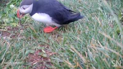 Puffins can use sticks as scratching tools, which makes them the first known tool-using seabirds.