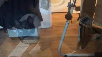 For Throwback Thursday, here's Harpo after I finally let him out of the crate he was confined in for two weeks after his cancer surgery. He hadn't even gotten his stitches out, but was back at it just as soon as I was able to let him out of the room for a