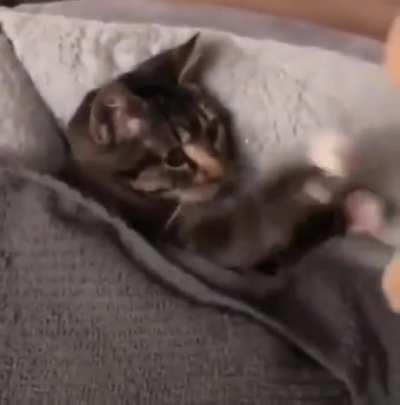 Kitty getting tucked in with its favorite toy